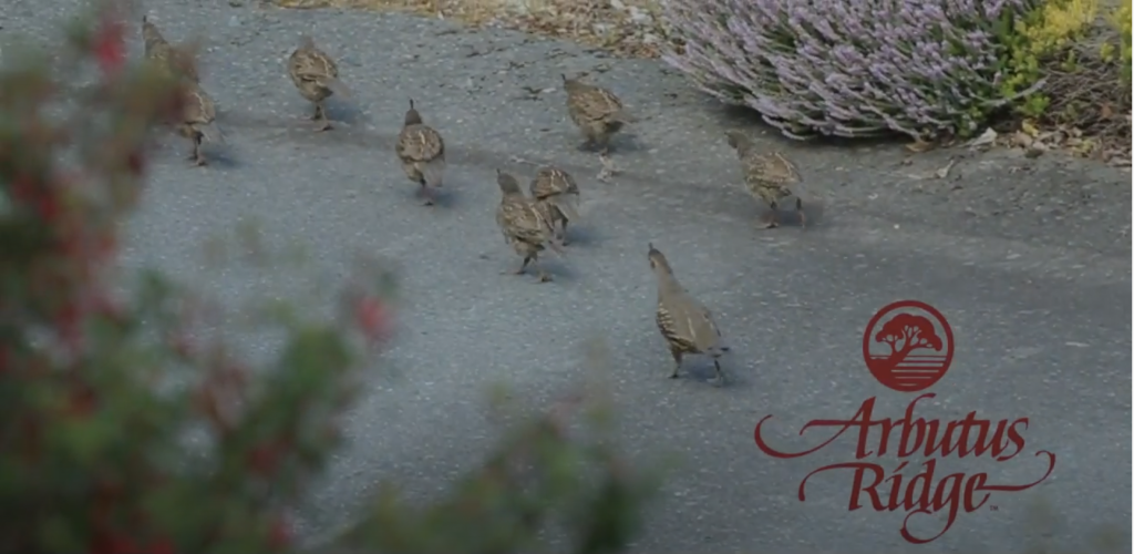 The Uplands and the Golf Course